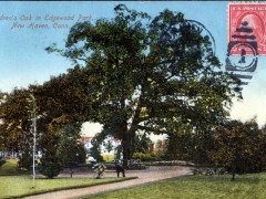 New Haven Children's Oak in Edgewood Park