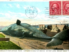 Port-Arthur-the-big-Whale