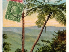 Porto-Rico-Tree-Ferns-on-Military-Road