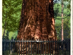 Redwoods California The Giant