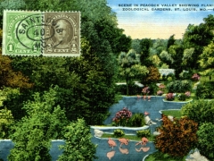 St Louis Scene in Peacock Valley showing Flamingo Zoological Gardens