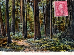 Washington Scene in the Forests